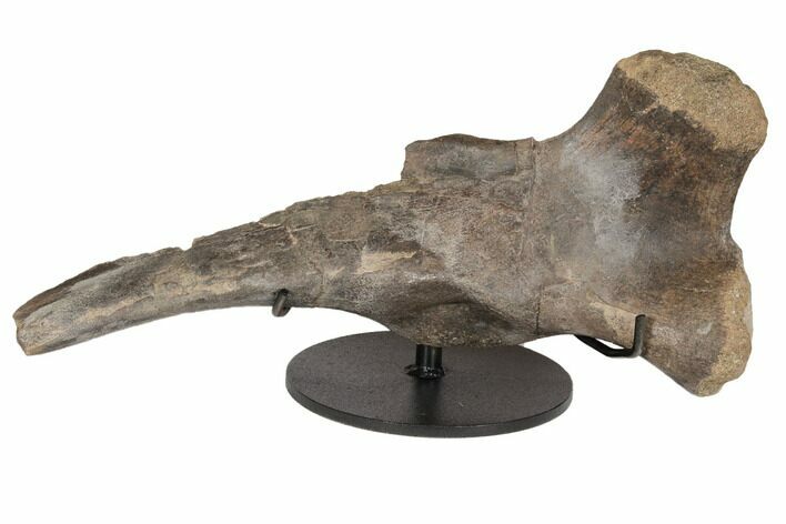 Partial Hadrosaur (Hypacrosaur) Ischium with Stand - Montana #192745